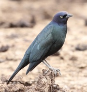 0J6A0432Brewer's_Blackbird