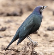 0J6A0434Brewer's_Blackbird