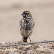 0J6A0477Lark_Bunting