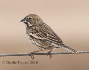 0J6A0487Lark_Bunting