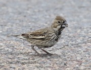 0J6A0532Lark_Bunting