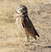0J6A3486Burrowing_Owl