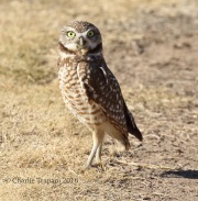 0J6A3491Burrowing_Owl