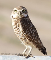 0J6A3512Burrowing_Owl