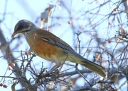 0J6A3528Rufous-Backed_Robin