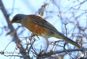 0J6A3529Rufous-Backed_Robin