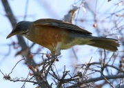 0J6A3530Rufous-Backed_Robin