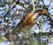 0J6A3553Rufous-Backed_Robin