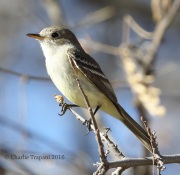 0J6A3607Gray_Flycatcher