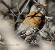 0J6A3617Rufous-Backed_Robin