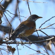 0J6A3630Rufous-Backed_Robin