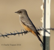 0J6A3632Say's_Phoebe