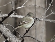 0J6A3661Gray_Flycatcher