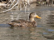 0J6A3672Mexican_Mallard