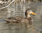 0J6A3677Mexican_Mallard
