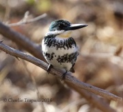 0J6A3815Green_Kingfisher