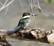 0J6A3846Green_Kingfisher
