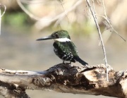 0J6A3852Green_Kingfisher