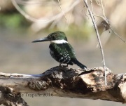 0J6A3854Green_Kingfisher