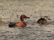 0J6A3885Cinnamon_Teal