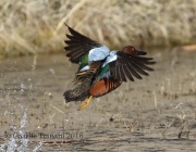 0J6A3892Cinnamon_Teal