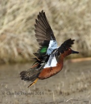 0J6A3893Cinnamon_Teal