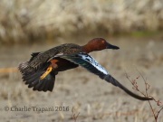 0J6A3897Cinnamon_Teal