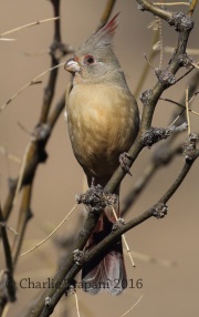 0J6A3967Pyrrhuloxia