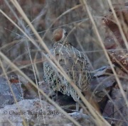 0J6A3997Montezuma_Quail