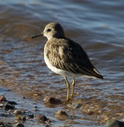 0J6A4098Least_Sandpiper