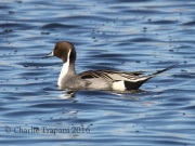 0J6A4103Northern_Pintail