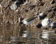 0J6A4107Spotted_Sandpiper