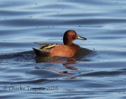 0J6A4121Cinnamon_Teal