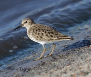 0J6A4153Least_Sandpiper