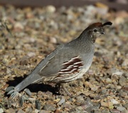0J6A4228Gambel's_Quail