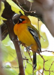 0J6A4276Streak-Backed_Oriole