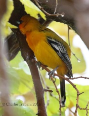 0J6A4278Streak-Backed_Oriole