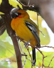 0J6A4282Streak-Backed_Oriole