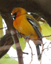 0J6A4300Streak-Backed_Oriole