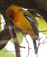 0J6A4302Streak-Backed_Oriole