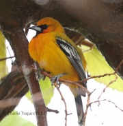 0J6A4306Streak-Backed_Oriole