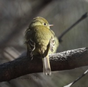 0J6A6596Pacific_Slope_Flycatcher