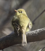 0J6A6610Pacific_Slope_Flycatcher