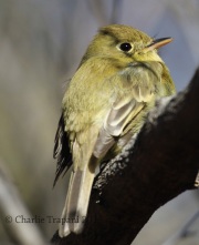 0J6A6615Pacific_Slope_Flycatcher
