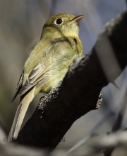 0J6A6626Pacific_Slope_Flycatcher