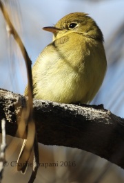 0J6A6633Pacific_Slope_Flycatcher