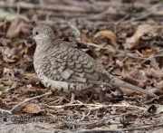 0J6A6641Inca_Dove
