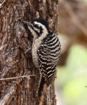 0J6A6675Ladder-Backed_Woodpecker