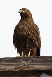 0J6A6685Red-Tailed_Hawk