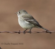 0J6A6708Gray_Flycatcher